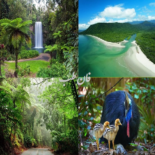 daintree rainforest,حنگل دین تری,استرالیا,رودخانه دین تری,اقامتگاه دین تری,جانوران جنگل دین تری,دین تری کجاست؟,